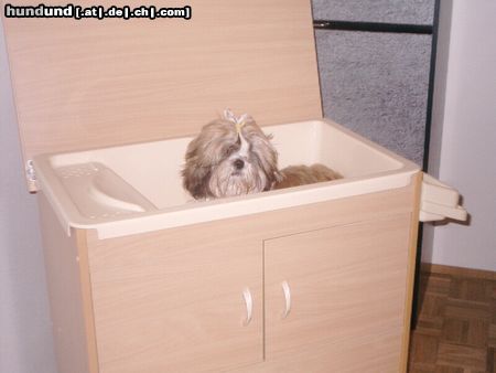 Shih Tzu