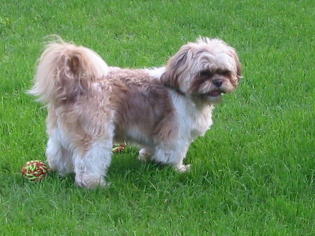 Shih Tzu Chico auf Urlaub in Baden