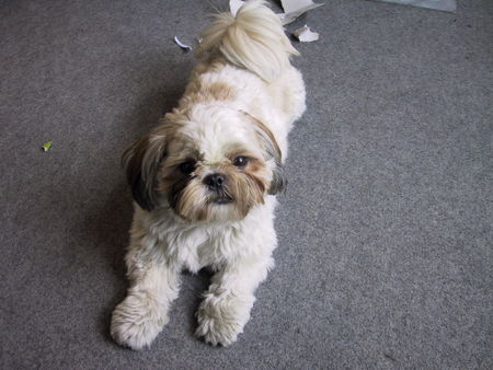 Shih Tzu meine Thula 