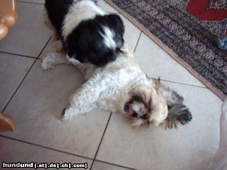 Shih Tzu Buffi und Blacky die Geschwister