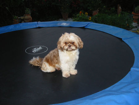 Shih Tzu Chico am Trampolin