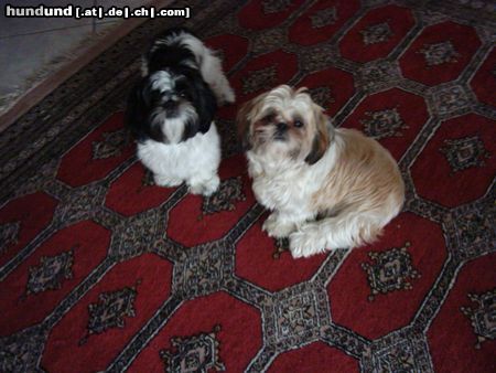 Shih Tzu Bruder und Schwester