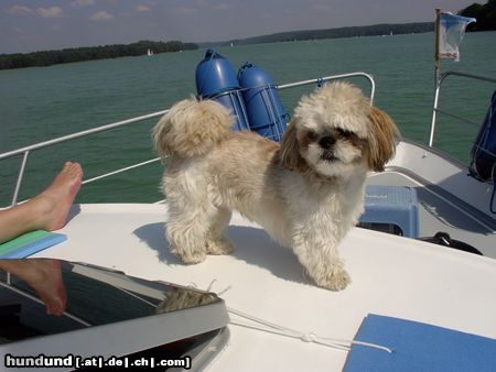 Shih Tzu Frisch vom Friseur