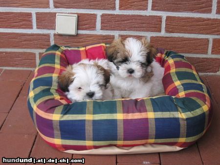 Shih Tzu Barney und Jessy