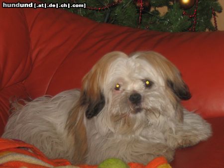 Shih Tzu Unser Barney