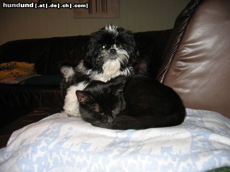 Shih Tzu Fancy mit Katzenfreundin Luzy