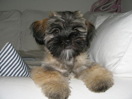 Shih Tzu kleine Emma als lebender Teddy