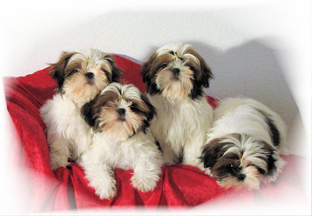 Shih Tzu DU GOLDEN PALACE  SHIH TZU WELPEN