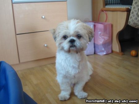 Shih Tzu Unser Simba