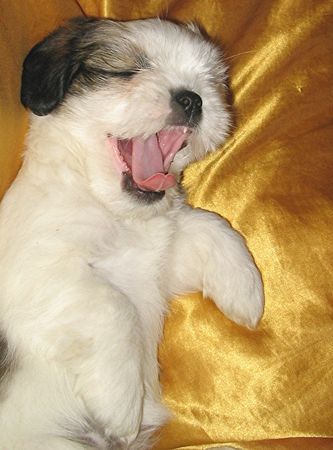 Shih Tzu Numir - Shih Tzu - Lhasa Apso Mix