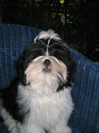 Shih Tzu Fara Diba 4 Monate