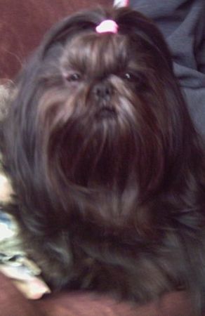 Shih Tzu Shih-Tzu \