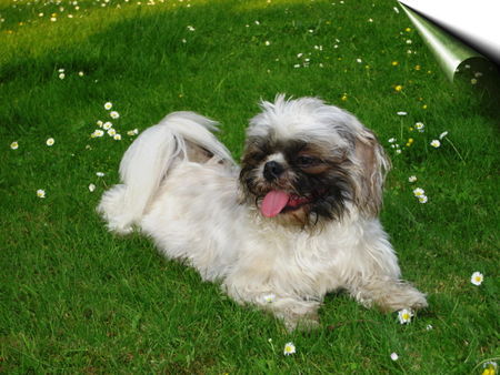 Shih Tzu der tequila