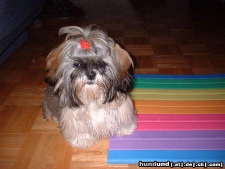 Shih Tzu Nochmals unsere Zuckerpuppe