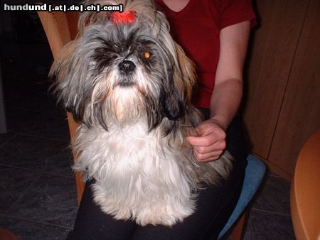 Shih Tzu Unsere Zuckerpuppe