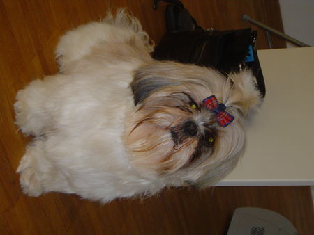 Shih Tzu Popov! I LOVE YOU!