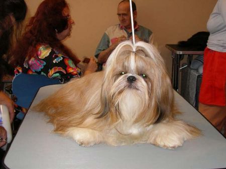 Shih Tzu 17 Monate Keitho