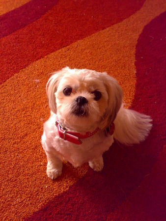 Shih Tzu Lucy meine kleine Maus