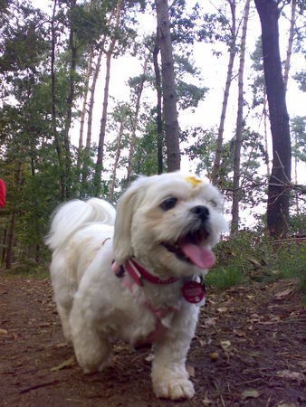 Shih Tzu Lucy meine kleine Maus