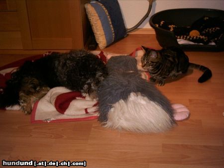 Shih Tzu Hund und Kater