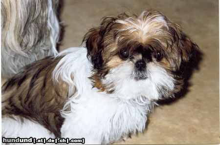 Shih Tzu Meine kleine Many