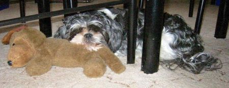 Shih Tzu ...Monti und seine Liebe...   Monti