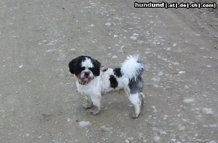 Shih Tzu