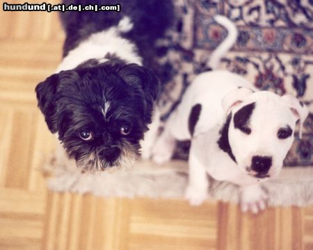 Shih Tzu Niko mit Pitbull Nikita