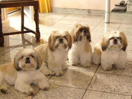 Shih Tzu im flotten Sommerdress