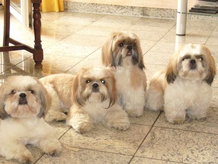 Shih Tzu 4 flotte Jung's