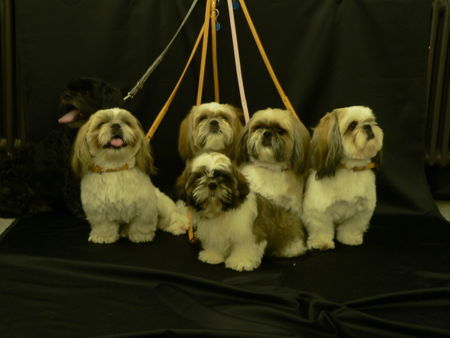 Shih Tzu Düsseldorfer Jungs