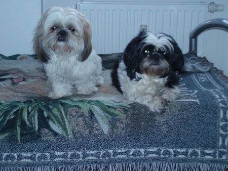 Shih Tzu Chiara mit Freund Rico