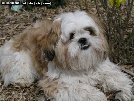 Shih Tzu Timmy zeigt die Zähne