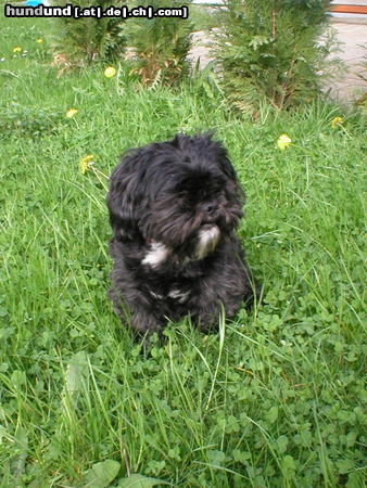 Shih Tzu Chicco