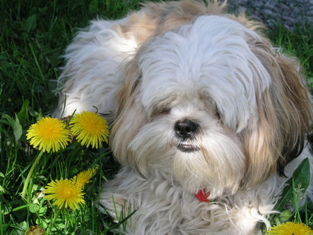 Shih Tzu Timmy im Löwenzahn