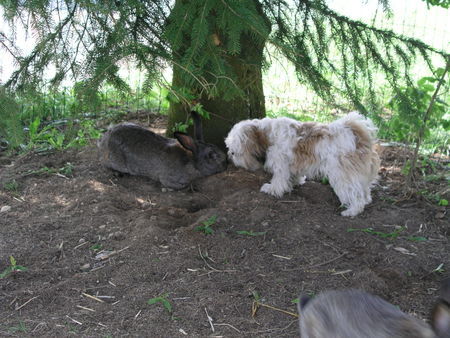 Shih Tzu Timmy spielt mit dem Kaninchen