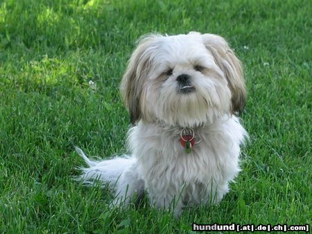 Shih Tzu Timmy überlegt