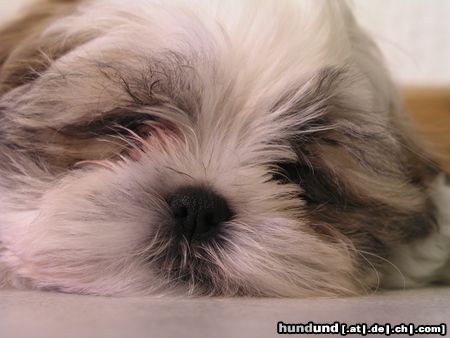 Shih Tzu Unser kleiner Timmy