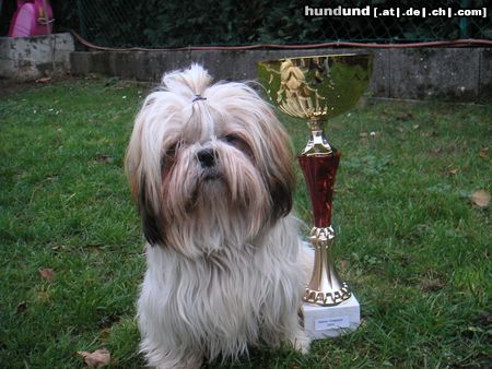 Shih Tzu Speedy