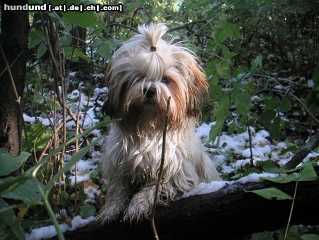 Shih Tzu Speedy