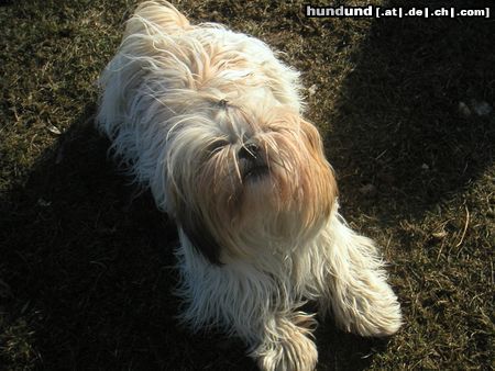 Shih Tzu Speedy