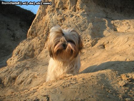 Shih Tzu Speedy