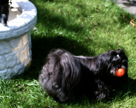 Shih Tzu Dann hole ich mal den Ball.....