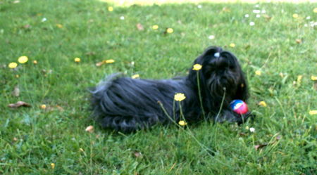 Shih Tzu Schöner Oktober 2008