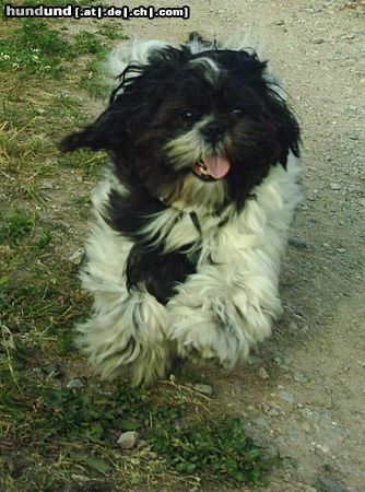 Shih Tzu