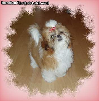 Shih Tzu Unser Shih-Tzu Peppermint-Patty 