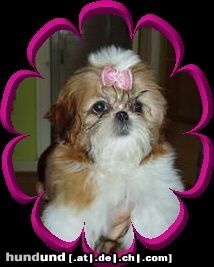 Shih Tzu Unser Shih-Tzu Peppermint-Patty