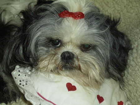 Shih Tzu my baby JOY