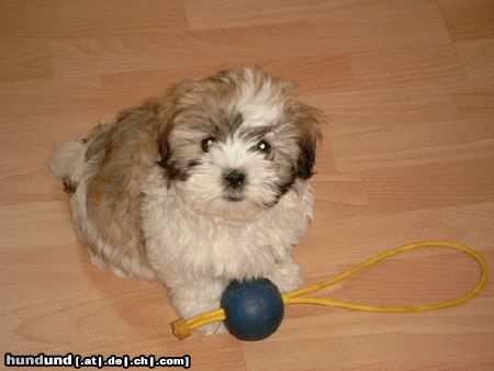 Shih Tzu Thangka unser kleines Mädchen