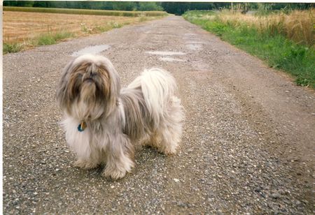 Shih Tzu Jimmi 5 Jahre al t